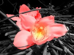 cute wildflower