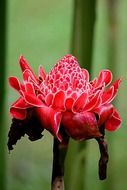 Red flower of etlingera elatior
