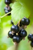 ripe black currant on a green branch