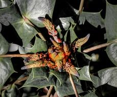 green mahonia buds flower