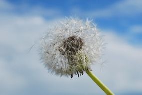 ripe fruits dandelion dispels wind