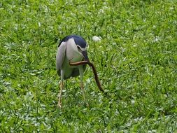 swamp eel in bird beak