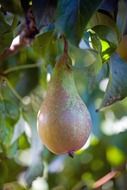 pear on the tree close-up on blurred background