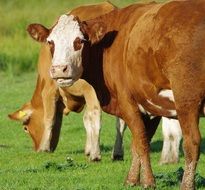 juicy beef