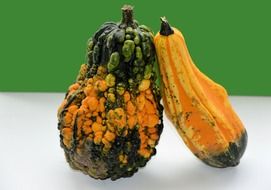 gourd as a decorative vegetable