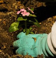 person planting out flower