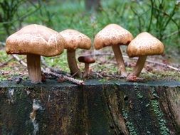 forest mushrooms on the stump