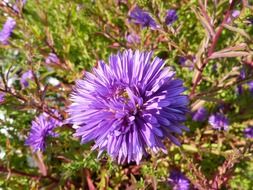 purple wildflowers