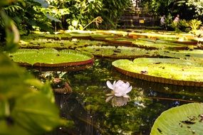 water lilies in public garden