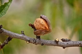 Almonds on a tree branch