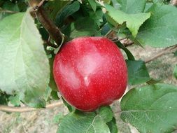 incredibly tasty red apple fruit