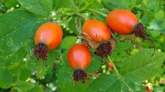 rose hip close up