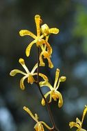 yellow orchid flowers with thin petals
