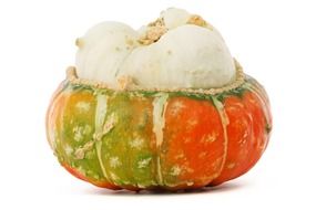 pumpkin on a white background