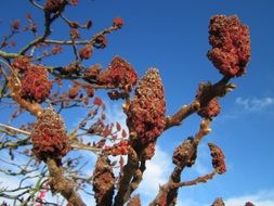 rhus, ripe seed heads of tree at sky