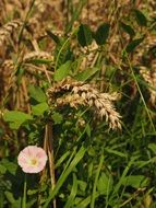 Wheat on the field