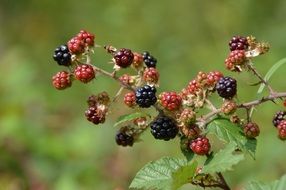 blackberry grows on a branch in the forest