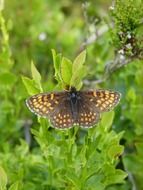 butterfly with yellow spots in a green garden