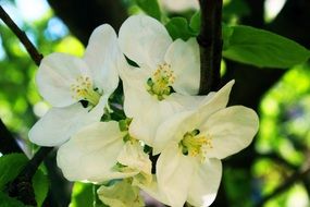 white flowers on an apple tree