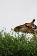 cute giraffe eats leaves from trees