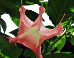 floral plant of natural hibiscus