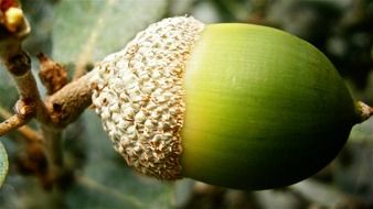 green acorn closeup