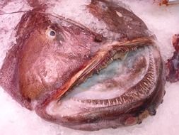 frozen fish head at the fish market