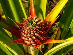 cultivation of young pineapple