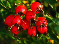 red fruit of rose hip wild plant