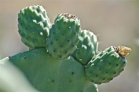 green cactus on a gray background