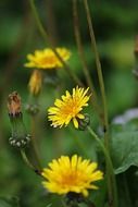 yellow wild flowers with buds on blurred background