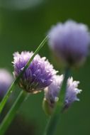 purple green onion flowers in the garden