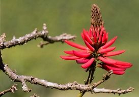 bright flower on an empty branch