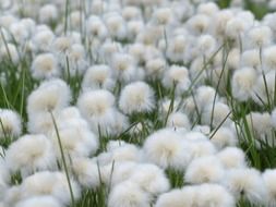 eriophorum scheuchzeri is a perennial herbaceous plant