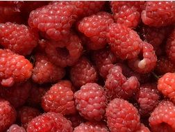 ripe sweet raspberry