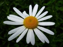 white bellis after rain