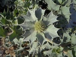Holly plan in a dune