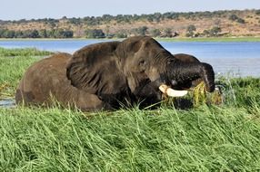 Elephant on the grass