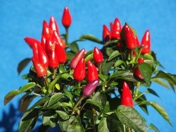 capsicum annuum-kind of perennial herbaceous plants