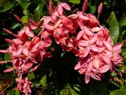 pink nice flowers bush