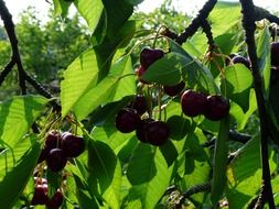 cherry, sweet red berries on tree