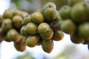 green coffee beans g