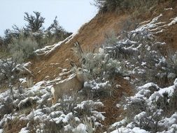 cute deer on the slope
