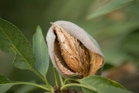 dainty almond tree