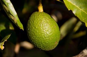 avocado closeup
