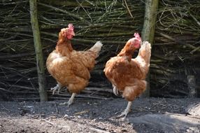 chickens dancing