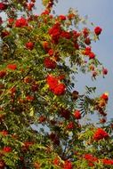 mountain ash