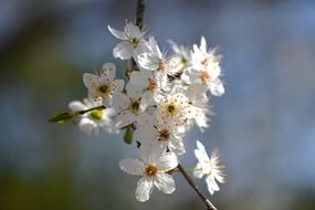 spring flowers on a tree