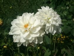 nice white dahlia flower