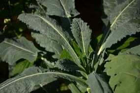 organic diet kale salad leaf close-up